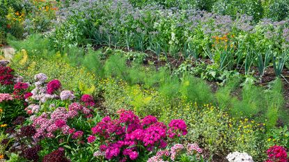 Flowerbeds and vegetable garden in summer