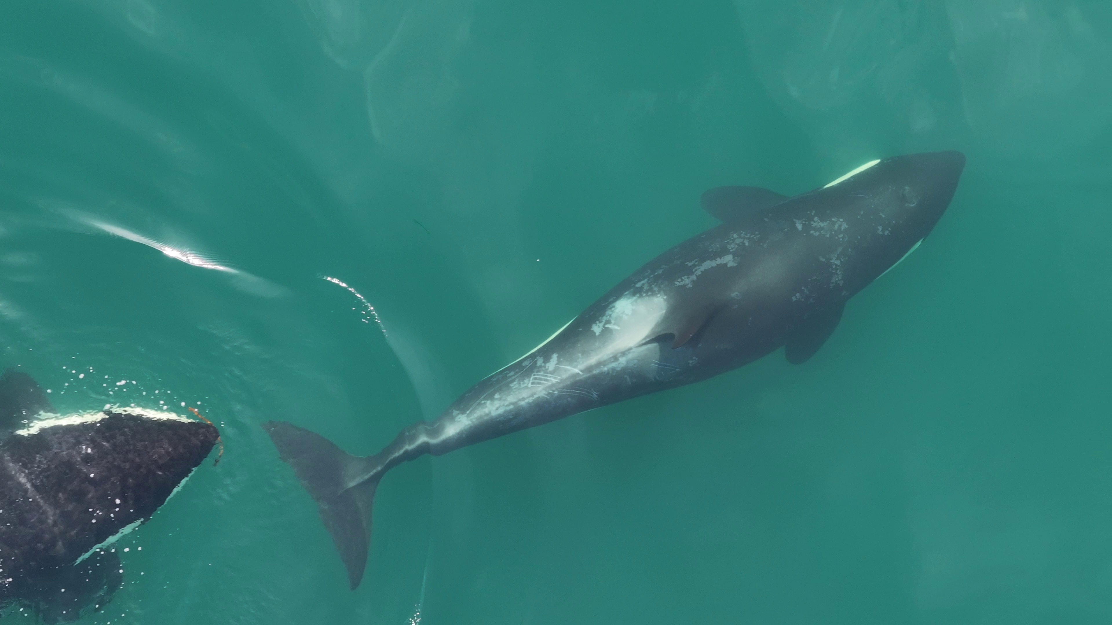 A pair of killer whales, one of which has kelp in its mouth.