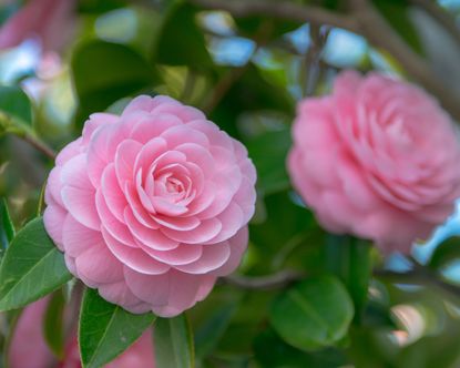 What to plant in January: 14 flowers to add to your garden | Gardeningetc