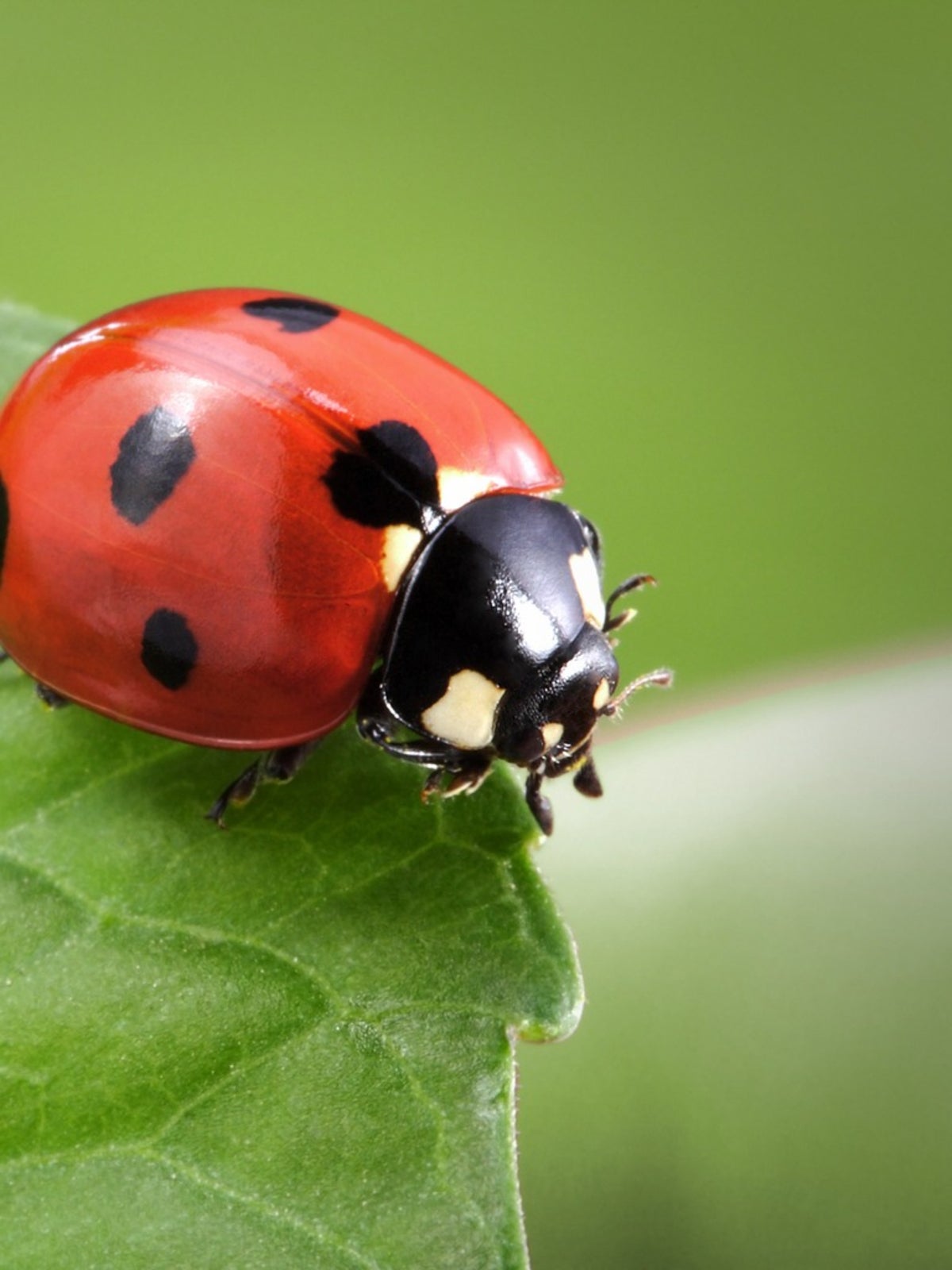 Getting Rid Of Bad Bugs With Beneficial Insects