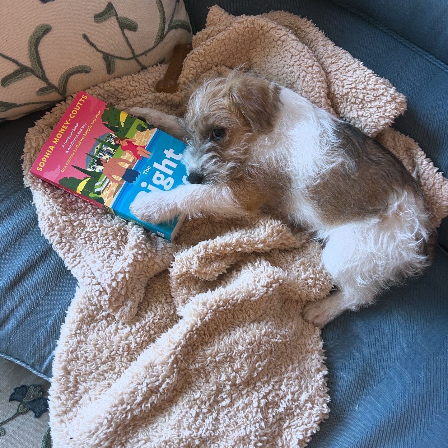 Dennis the Parson terrier