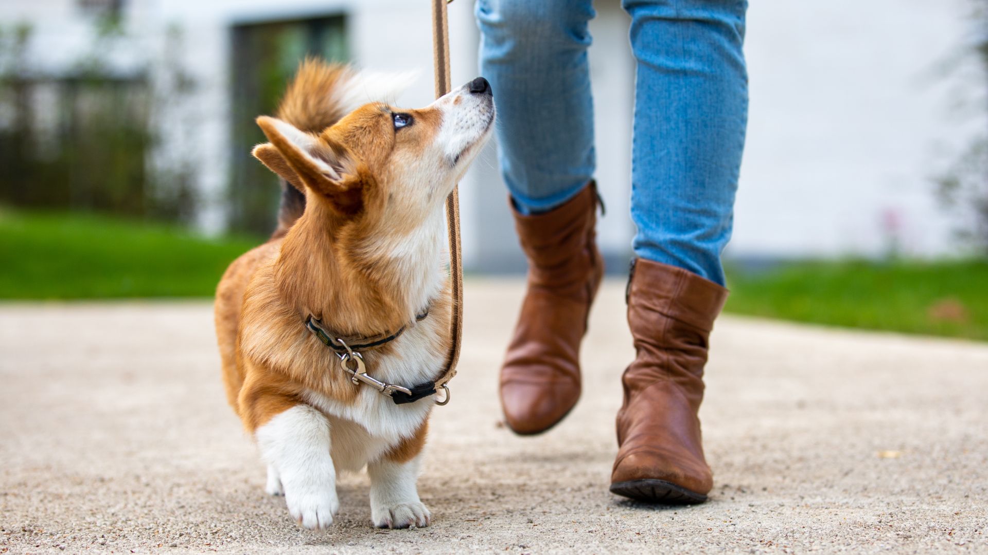 attentive corgi walking with owner