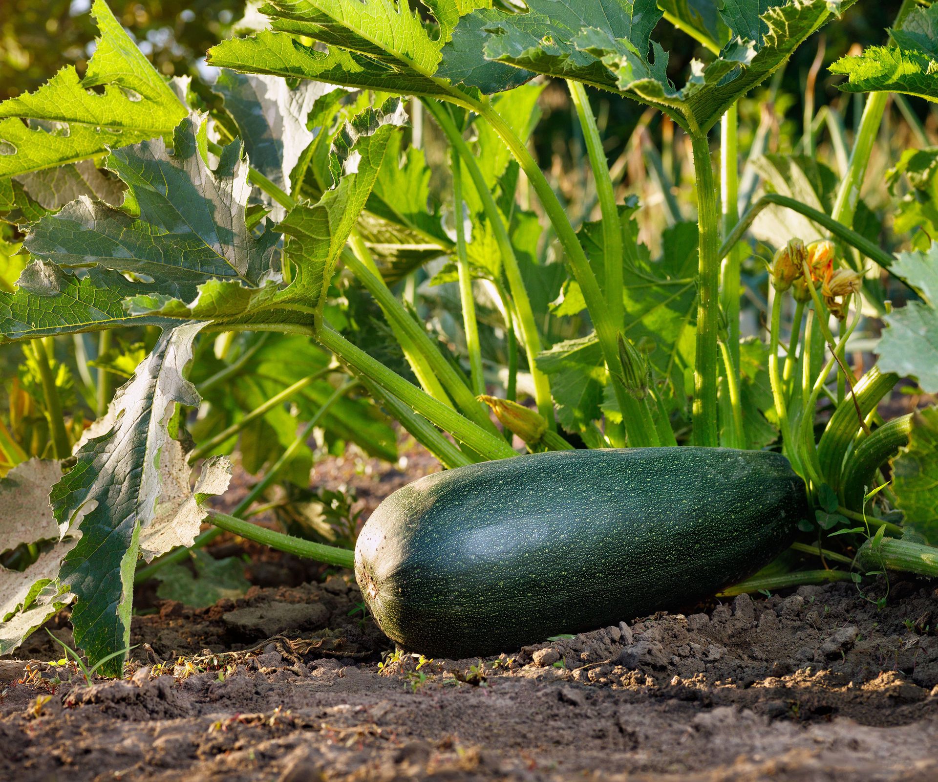 One large zucchini on a zucchini plant