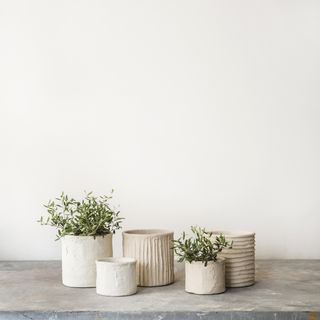 A series of small vases sits on a slab of stone. Two of them contain two tiny plants.