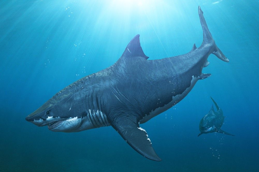 Two megalodon sharks on the prowl.