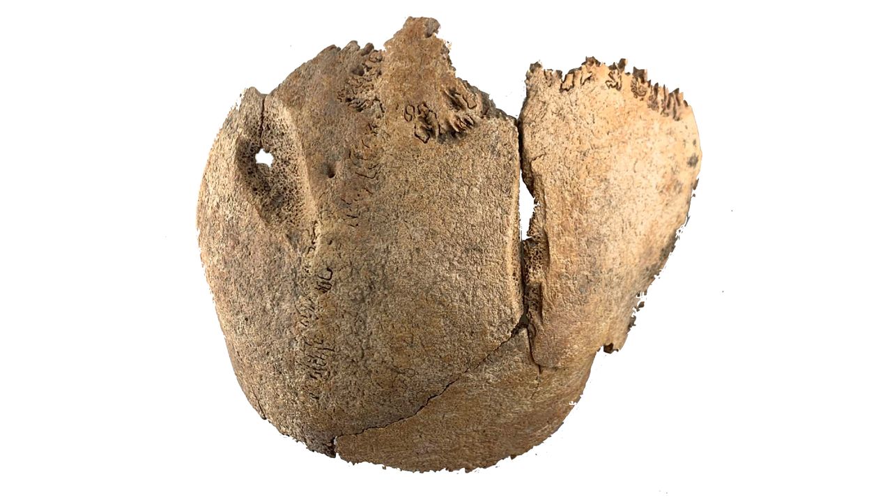 a close-up of a skull fragment with a large cut in it