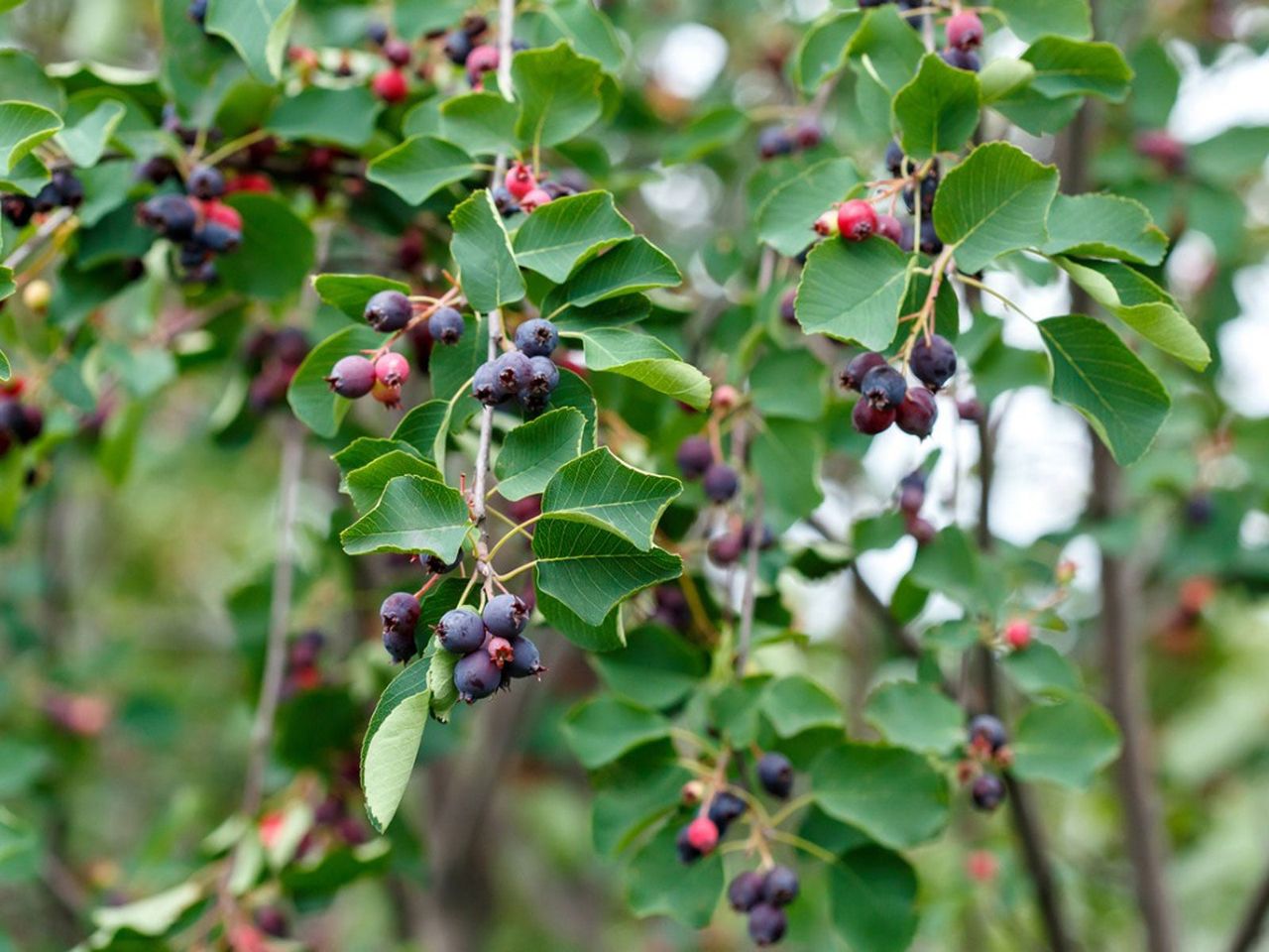 Shrubs With Berries