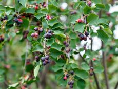 Shrubs With Berries