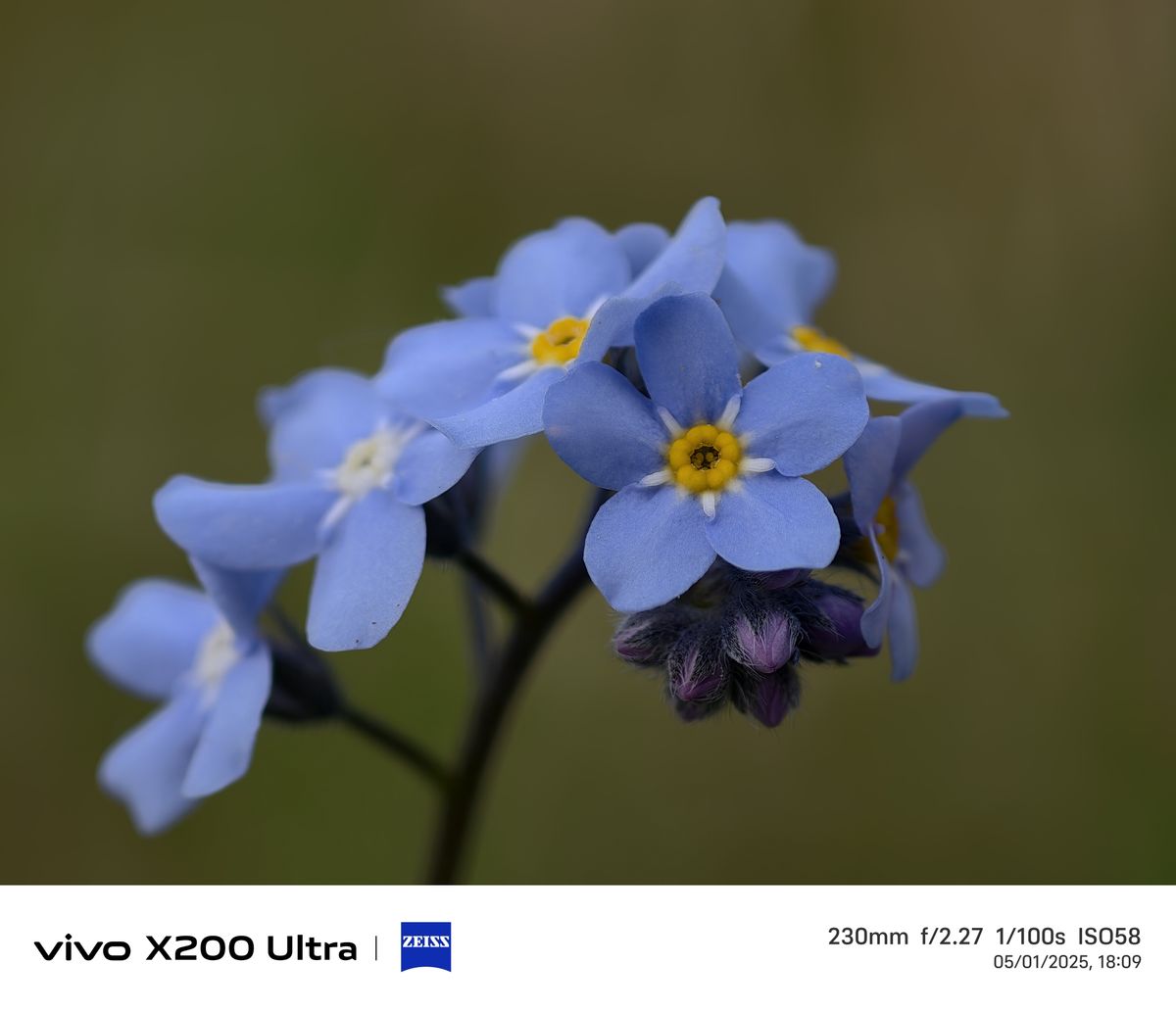 Close up of blue flowers
