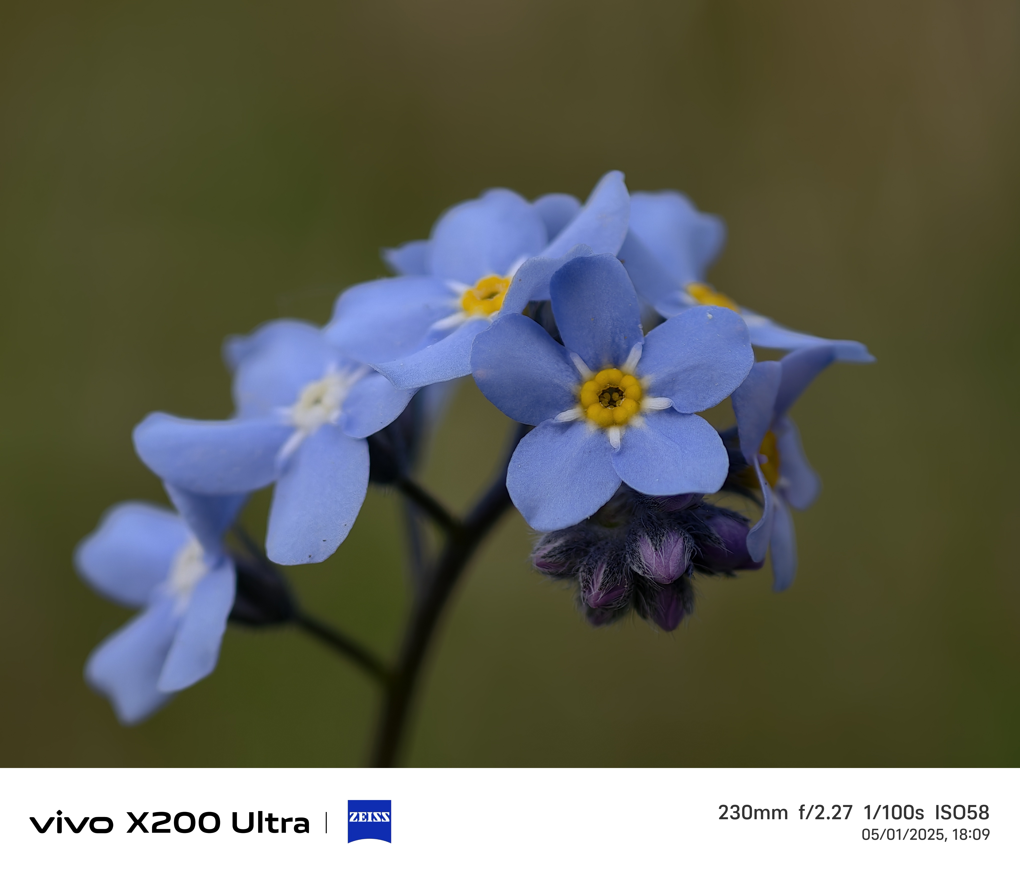 Close up of blue flowers
