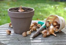 Potted Bulb On A Table Full Of Bulbs Next To A Gardening Tool