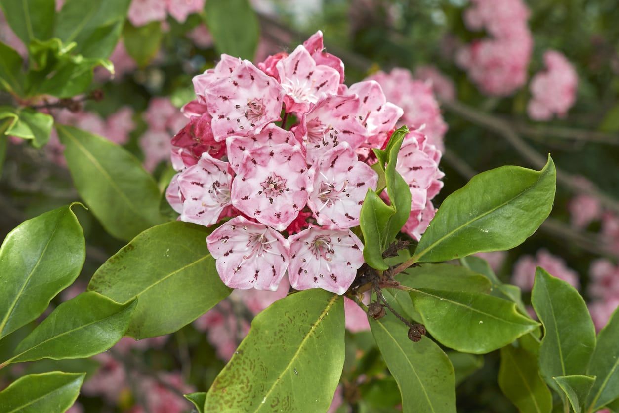 mountain laurel leaf drop