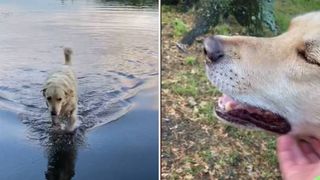 dog swims across lake everyday