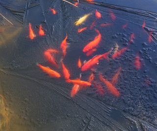 goldfish under the icy surface of a frozen pond