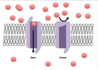 Channels in a cell's membrane act as gatekeepers, opening or closing to let molecules in or out in response to a particular stimulus.