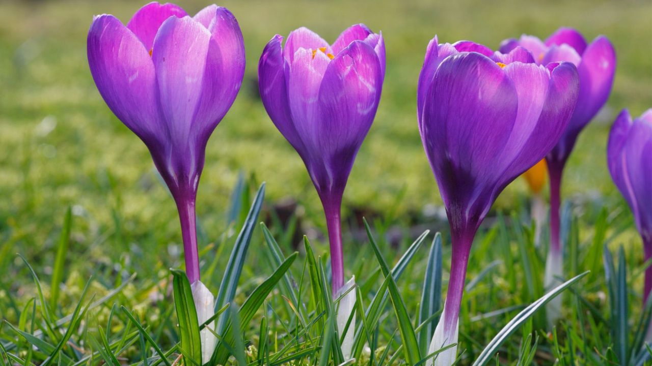 How to plant crocus bulbs: for a pretty springtime display | Homes ...