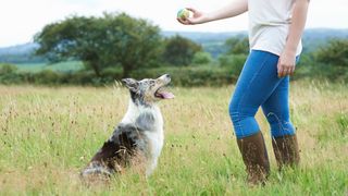 Woman training dog with a ball in meadow