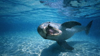 Dolphin swimming underwater with mouth open