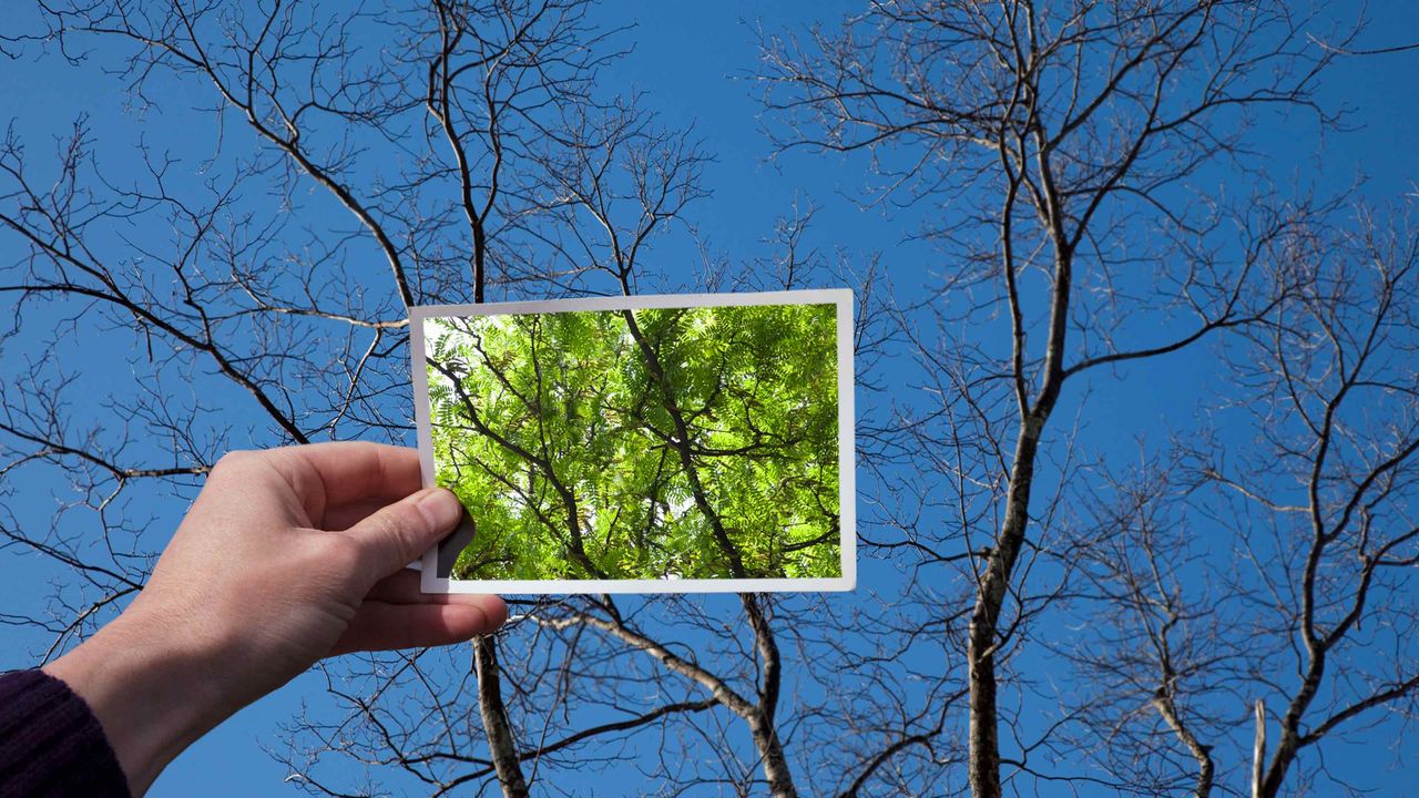 A photo of green leaves held up in front of a tree that&amp;#039;s bare in the winter