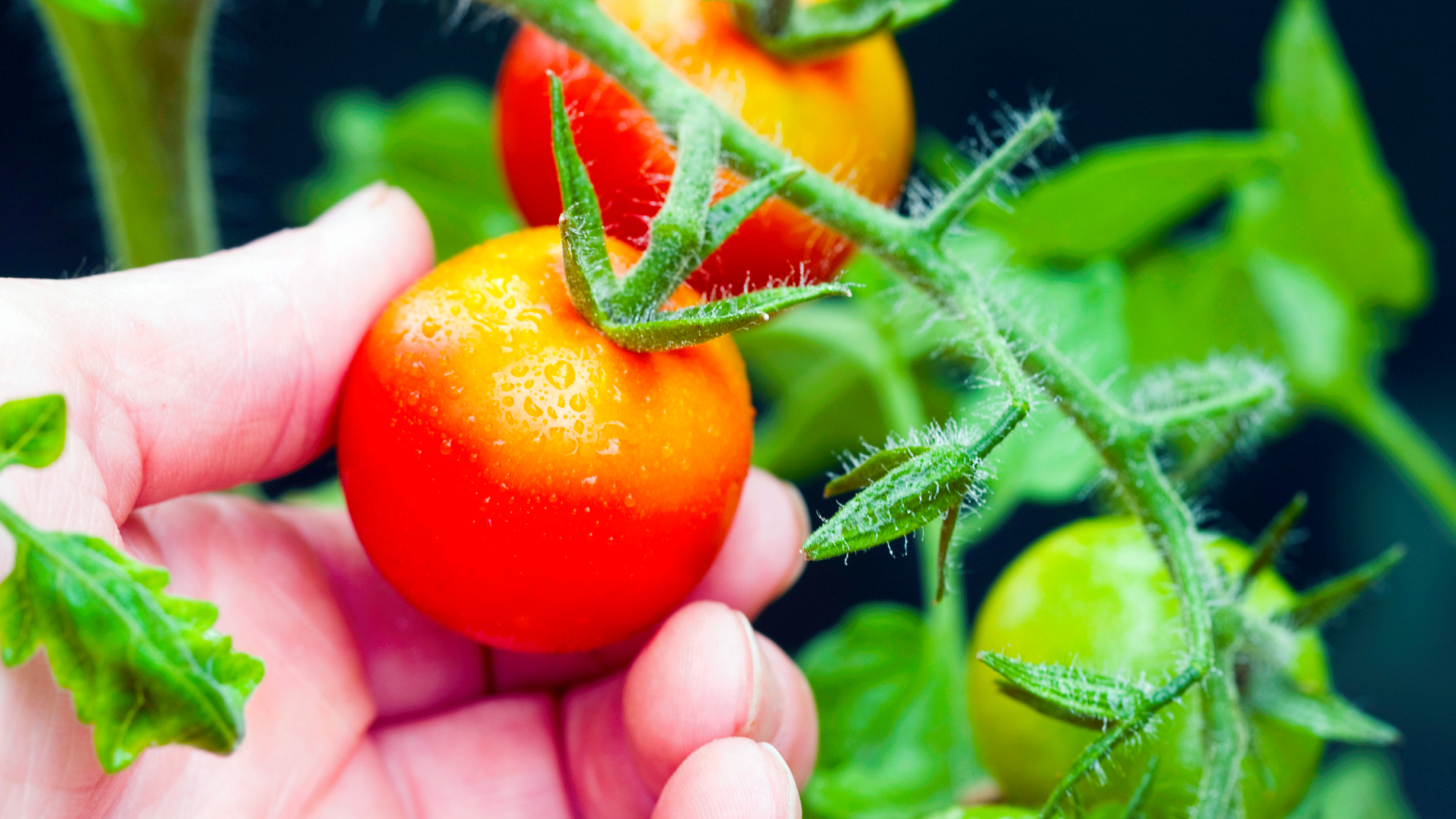 Tomatoes growing in the greenhouse - ripe enough to pluck with some green tomatoes still on the vine