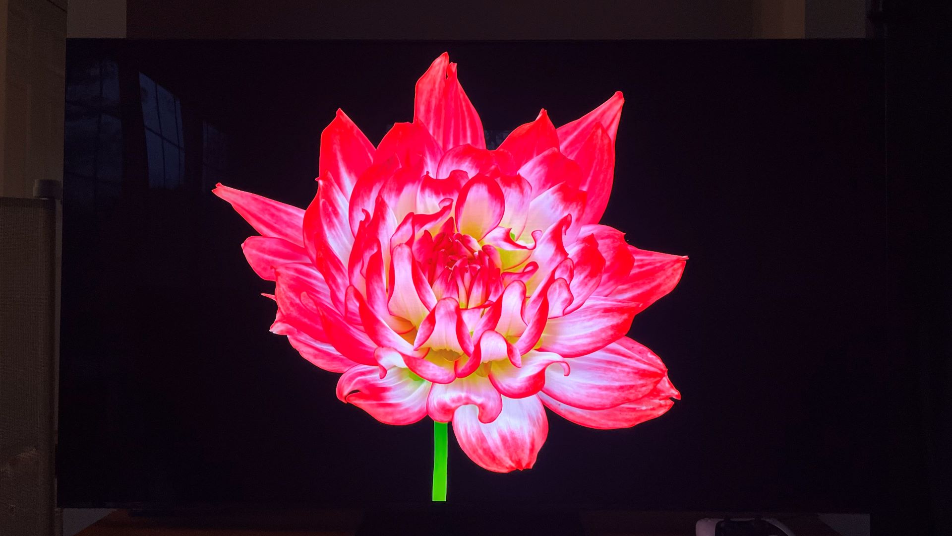 TCL QM7K showing image of red flower on black background