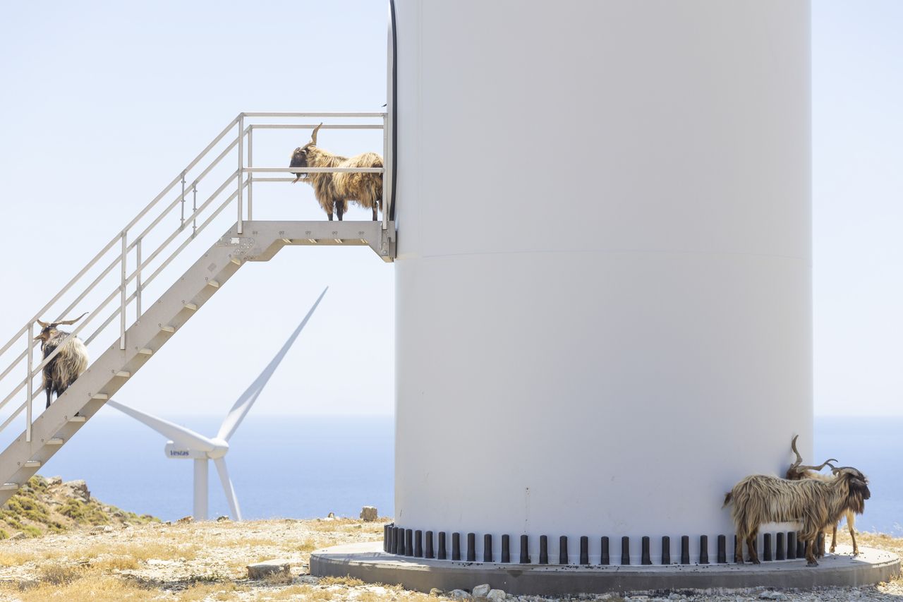 Wind turbines and native goats on Agios Georgios island in Greece