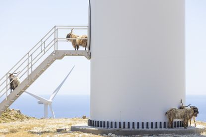 Wind turbines and native goats on Agios Georgios island in Greece