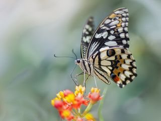 swallowtail butterfly on a flower