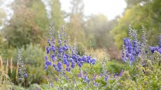 Violet blue delphiniums growing in a border