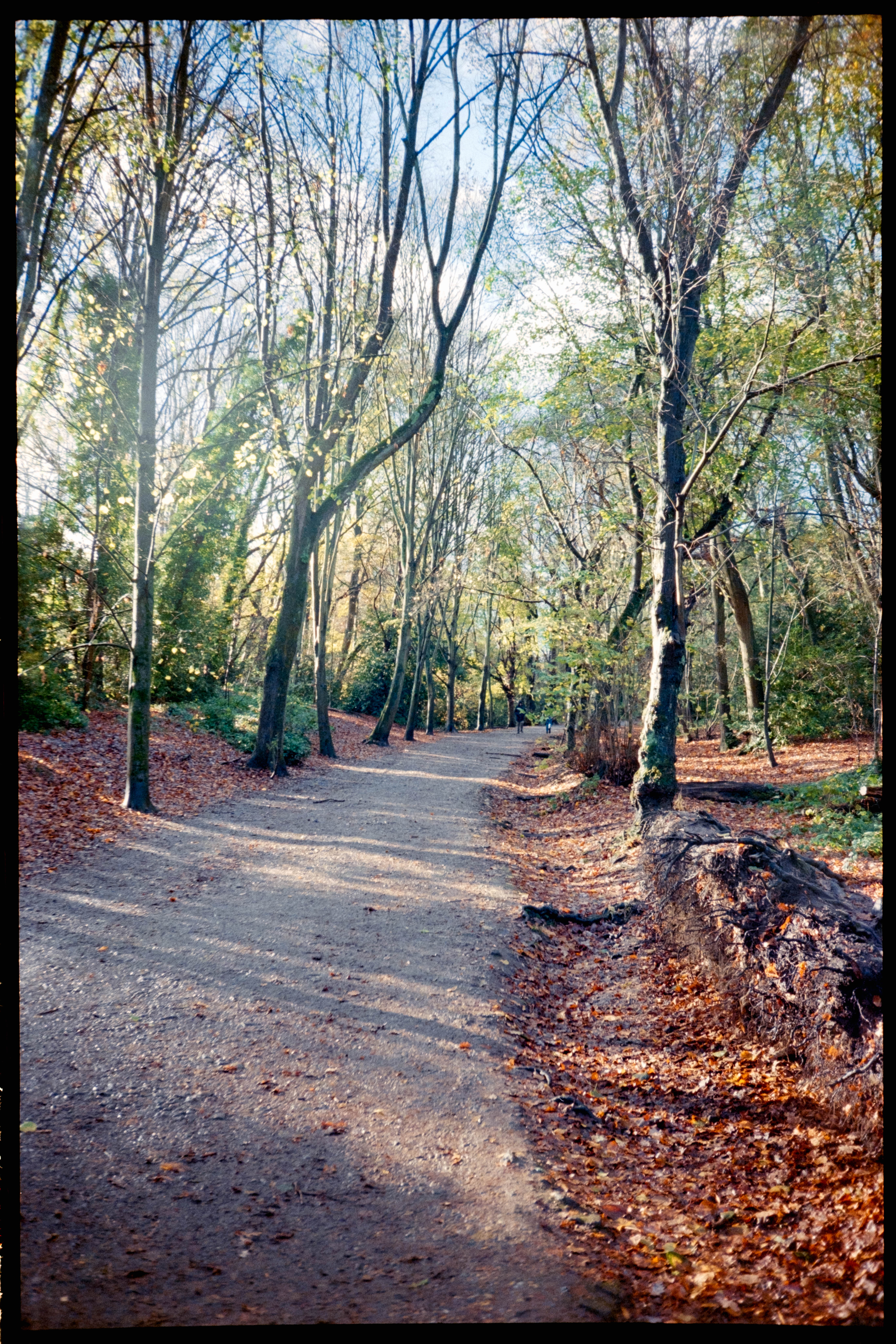 A path leading through a wood during winter