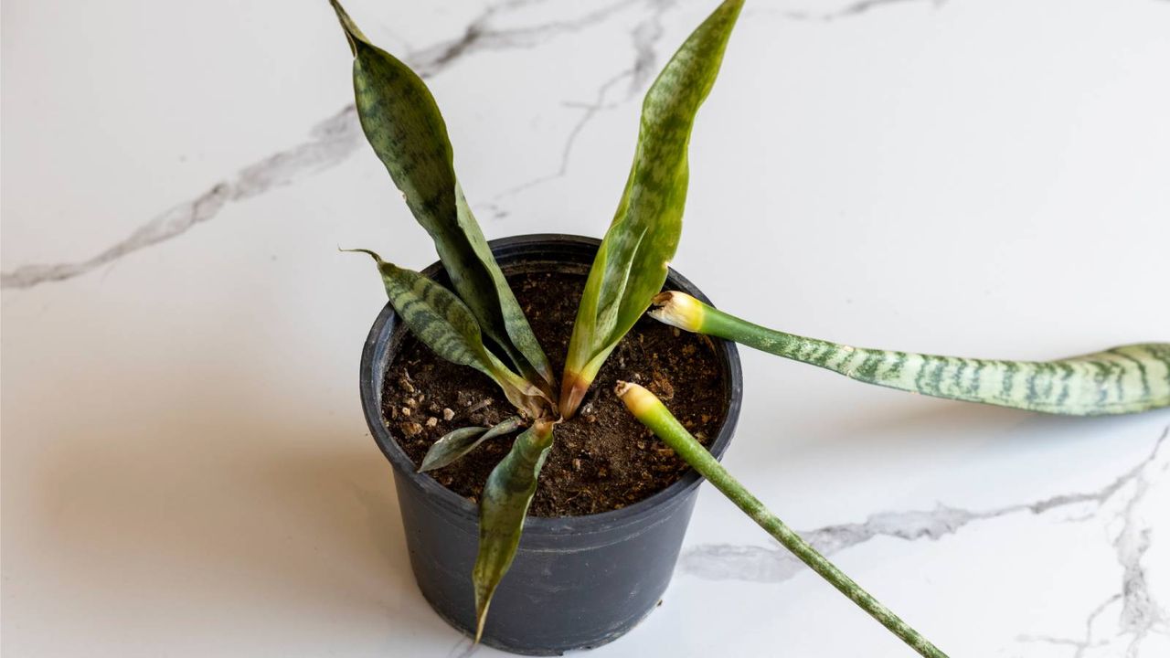 Snake plant with rotted leaves falling out of pot