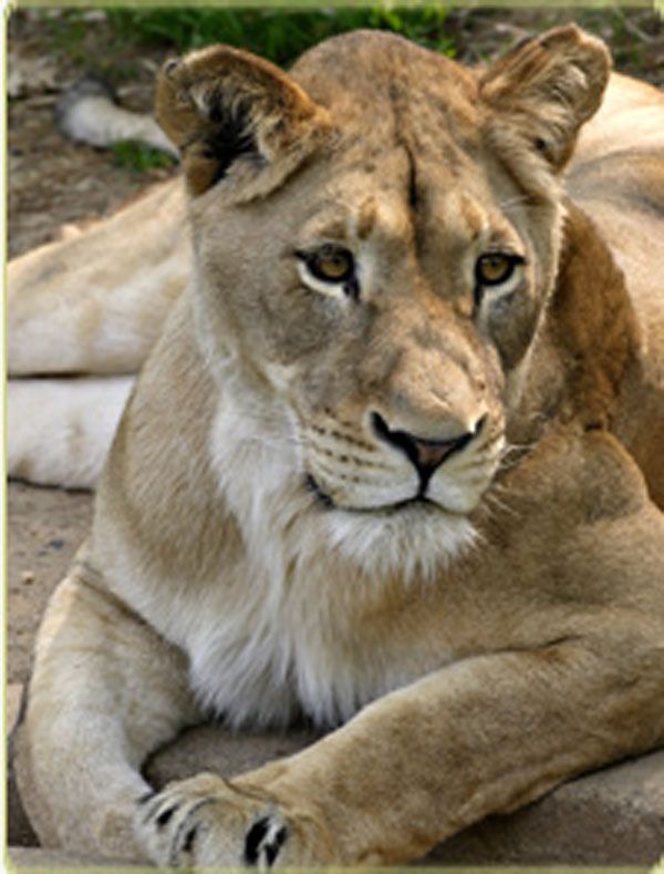 lion-national-zoo-109922-02