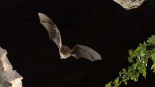 bat at night flying towards tree branch