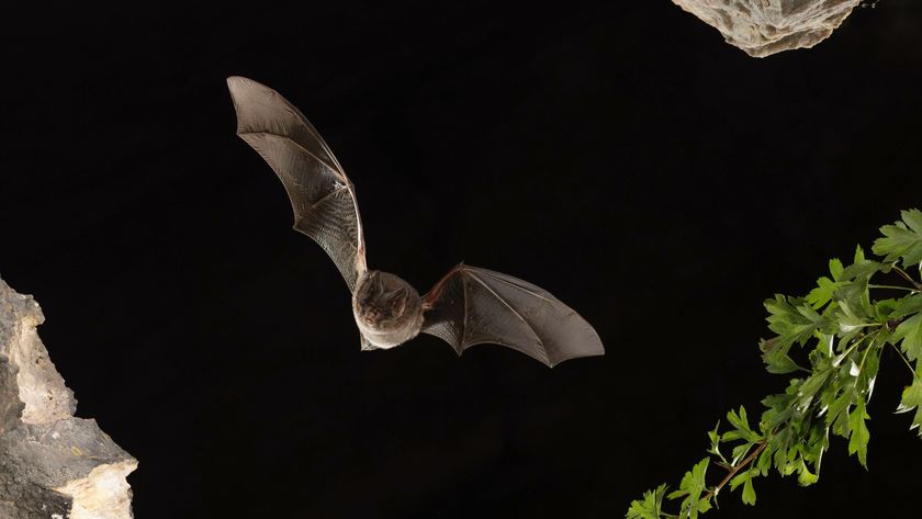 bat at night flying towards tree branch