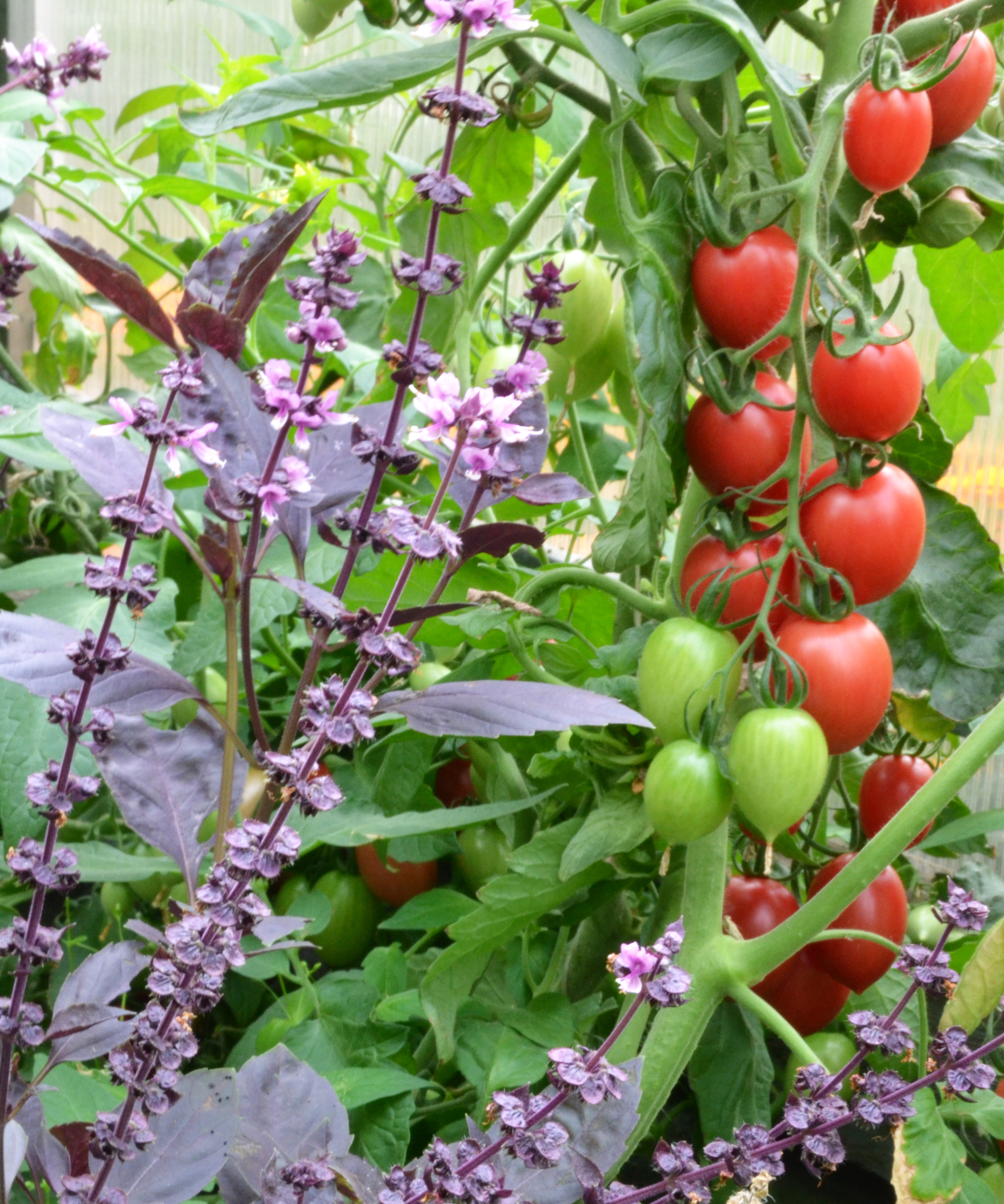 purple basil growing next to a tomato plant as companion planting