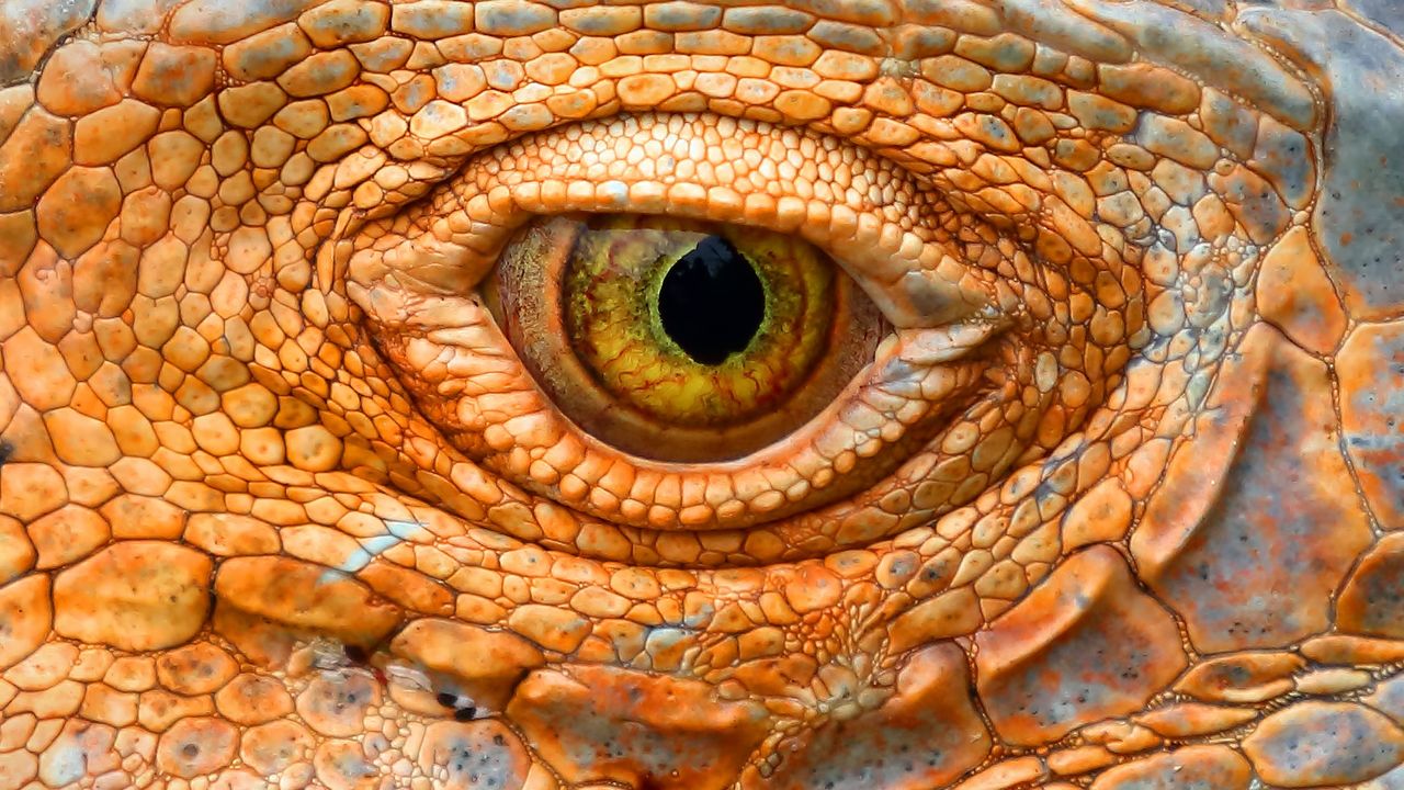 A close-up of a lizard's eye