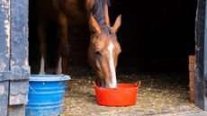 A horse eating feed from a bucket