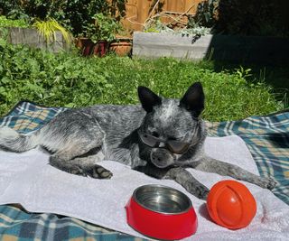 Pepper the blue heeler or australian cattle dog out in the sunshine on a DIY cooling blanket with sunglasses on