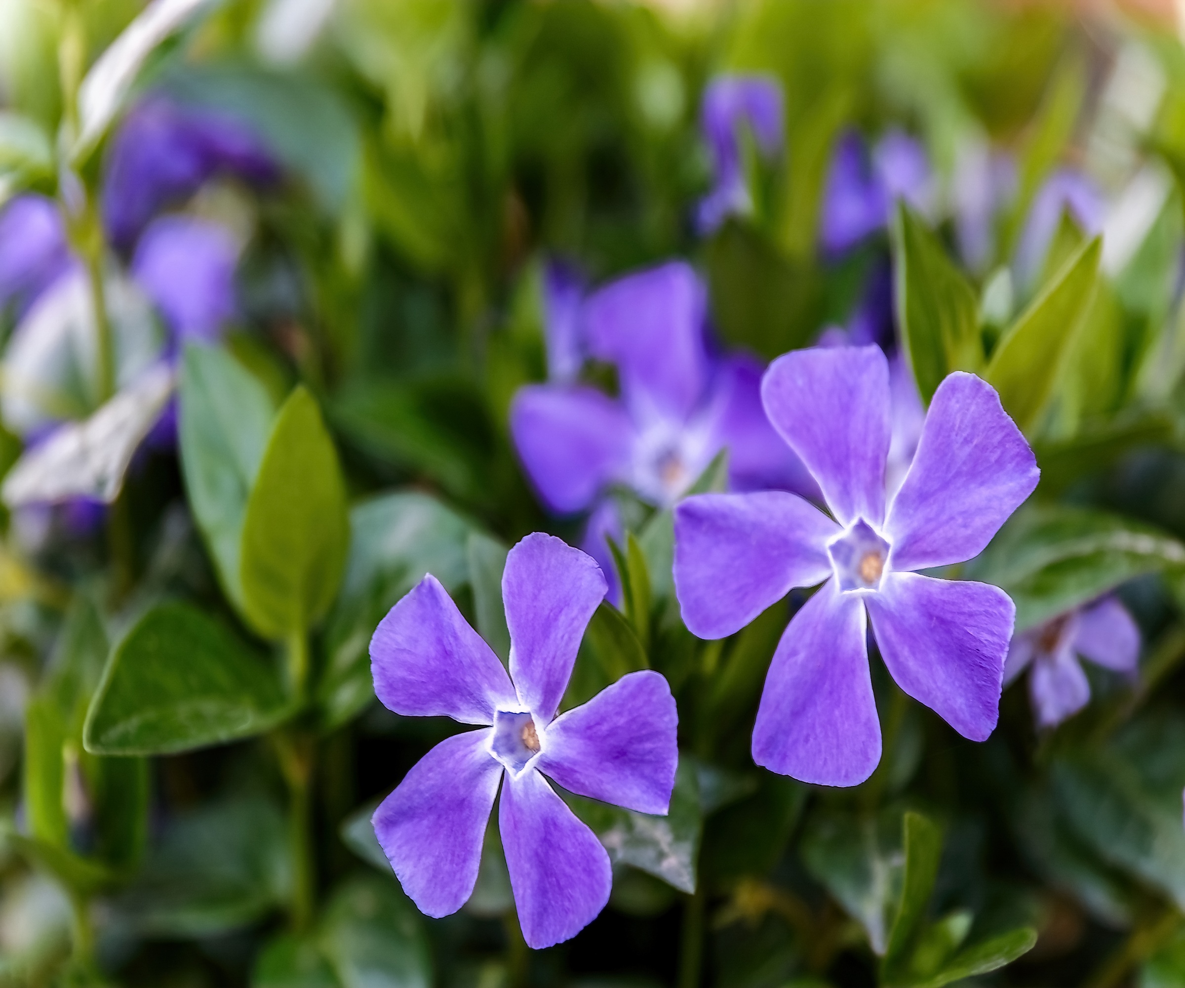 Close up of mauve Vinca flowers