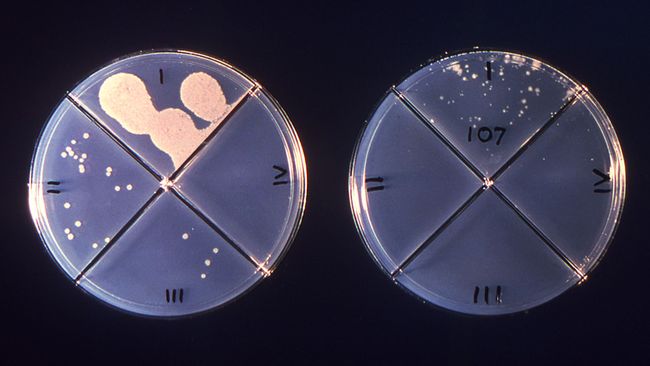 The Chipotle Outbreak That Sickened Nearly 650 People Was Caused By This Bacteria