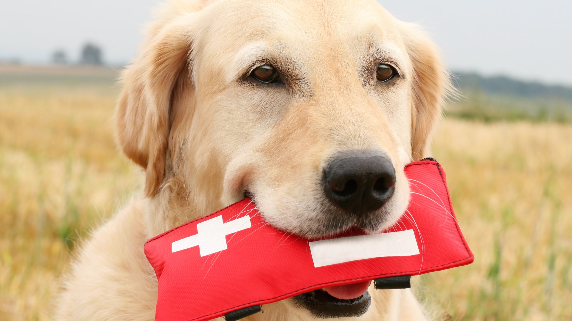 a yellow lab holds a first aid kit in their mouth