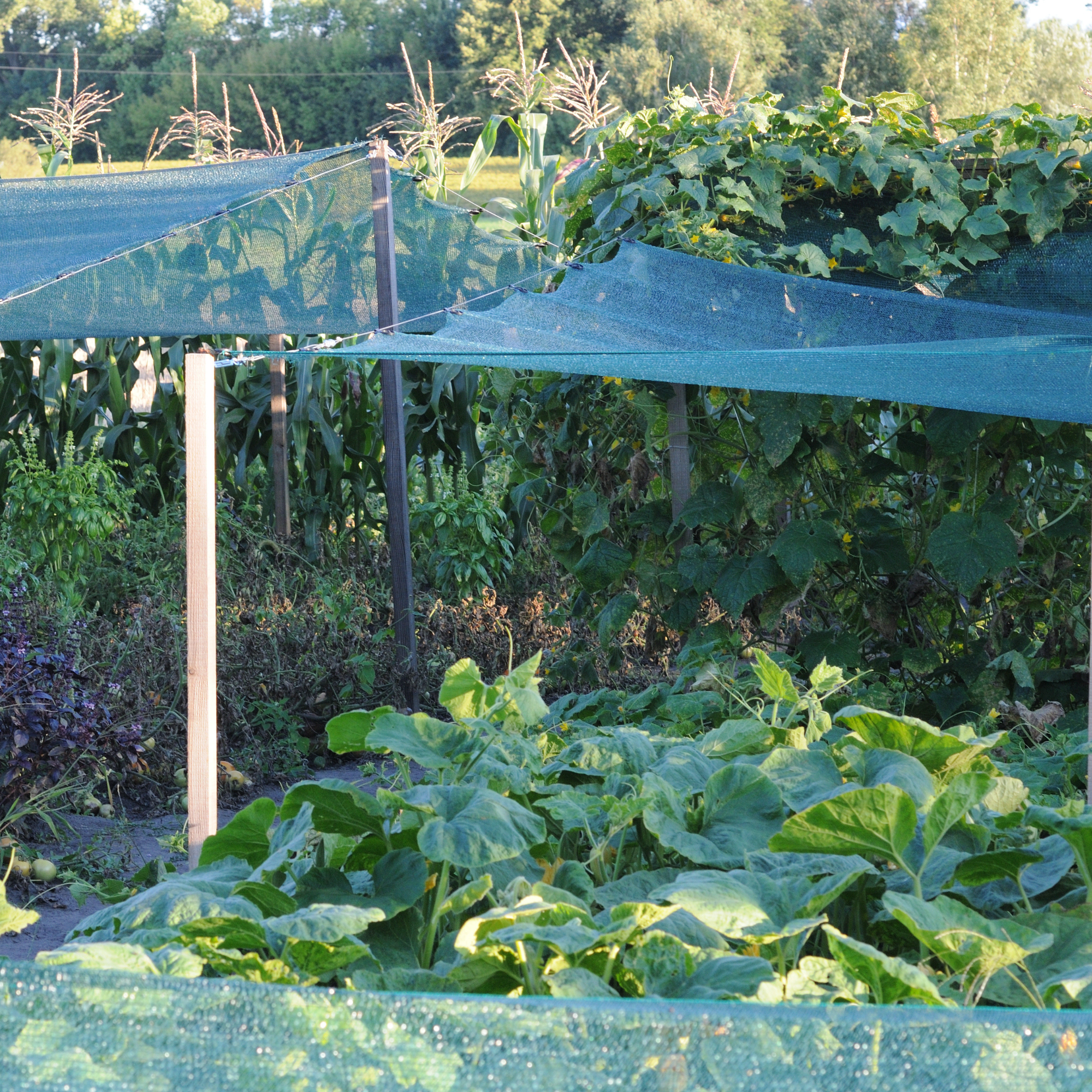 Shade netting covering a vegetable patch.