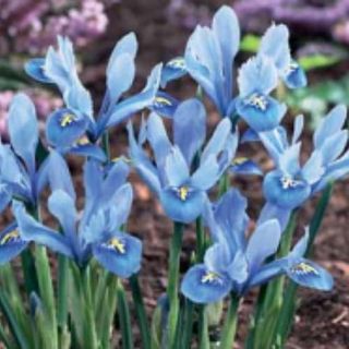 Iris Reticulata Alida in blue