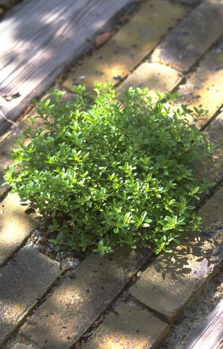 how to grow thyme: creeping varieties can be used for edging paths
