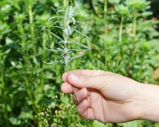 Holding lavender cutting in hand