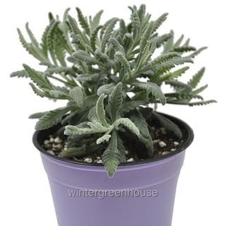 Lavandula Angustifolia, Goodwin Creek, Herb Lavender - Pot Size: 4