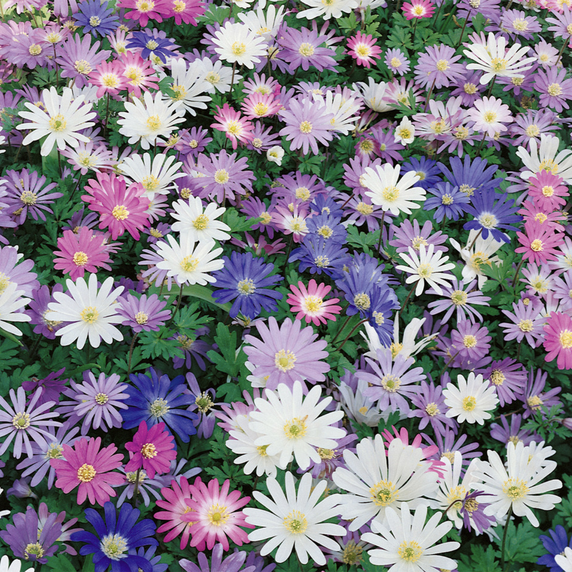 Anemone blanda Mixed