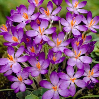 Crocus tommasinianus 'Whitewell Purple'