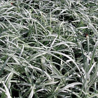 Liriope spicata with silver-white markings