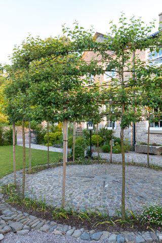 Circle of pleached trees